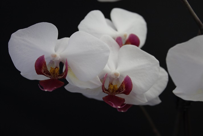 orchid5.jpg
