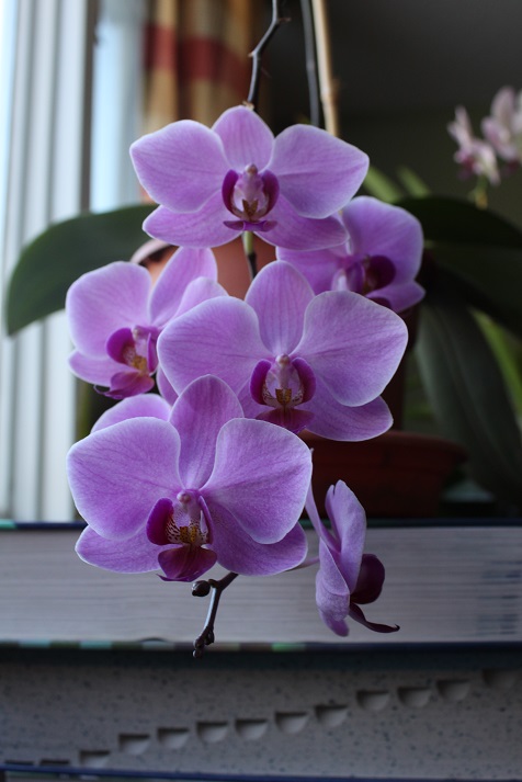 orchid9.jpg