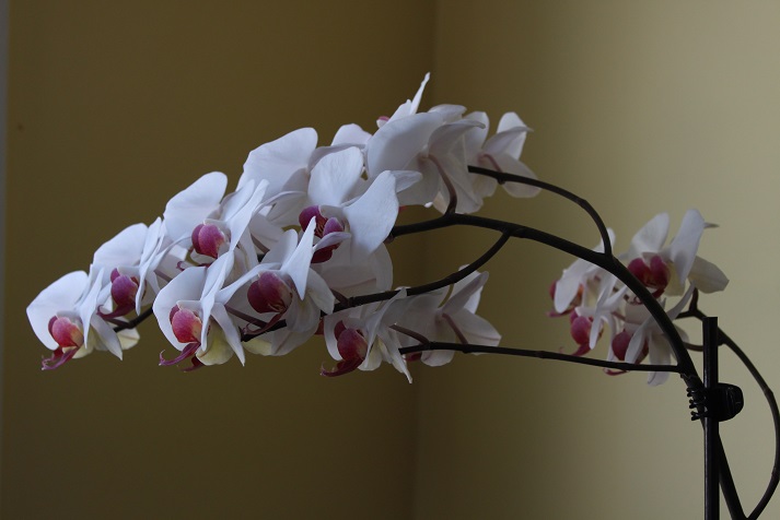 orchid7.jpg