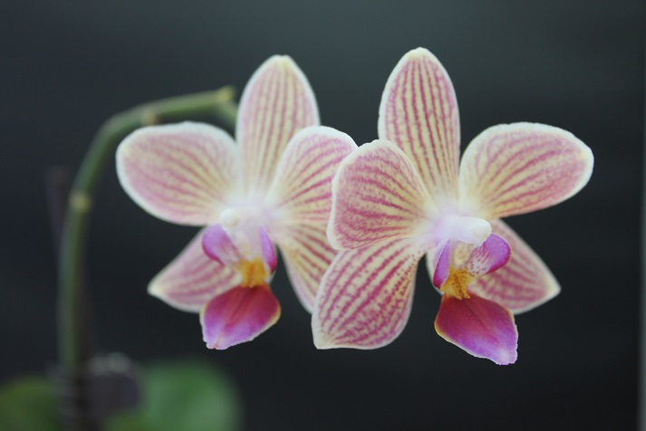 orchid4.jpg