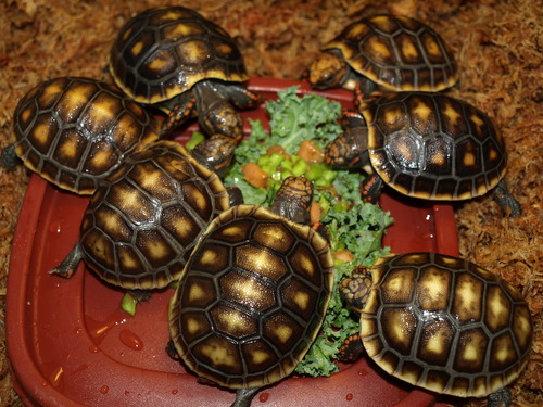 Tortoises Available C And C Tortoises