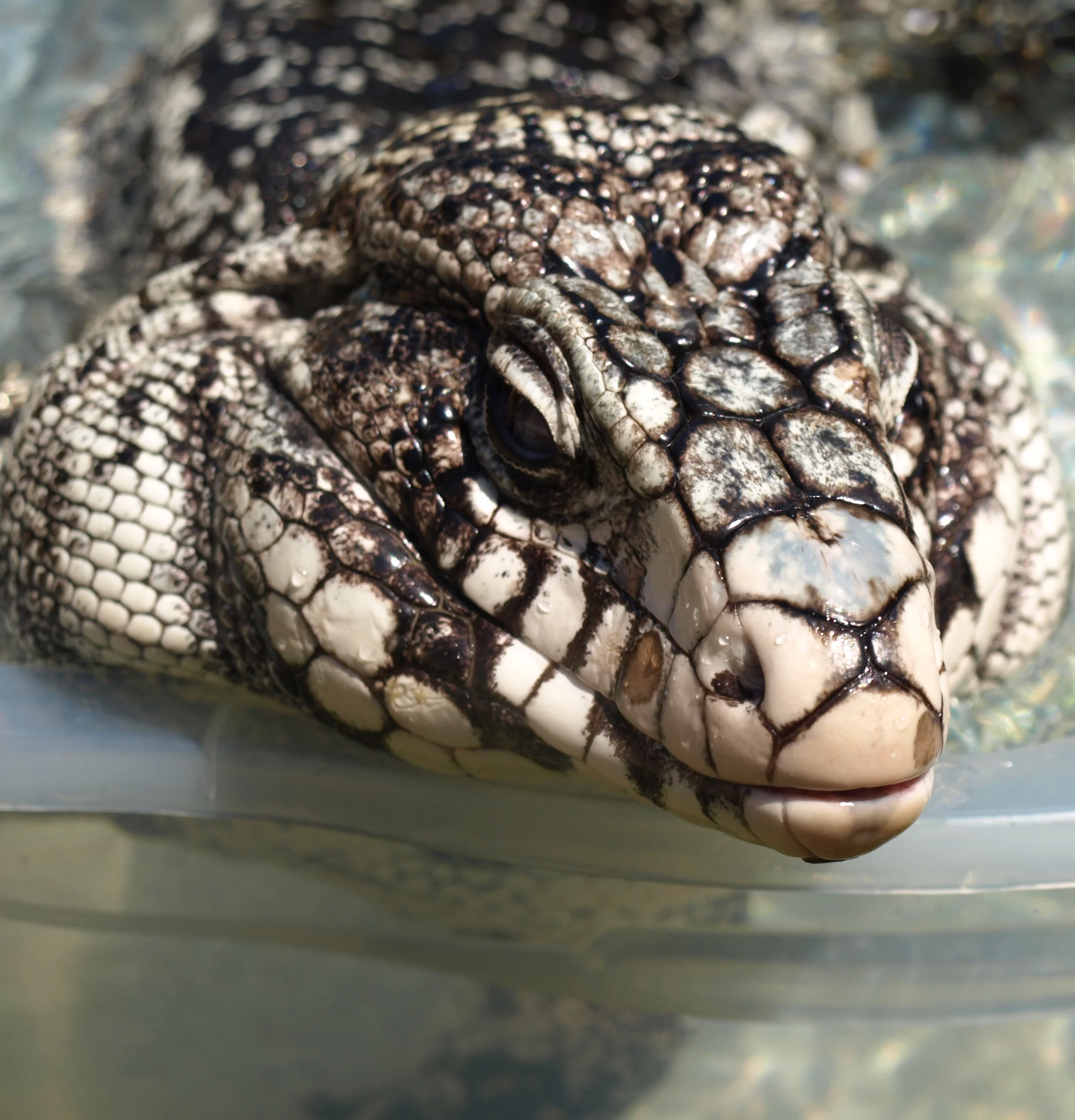 P6294046 - Version 2.JPG