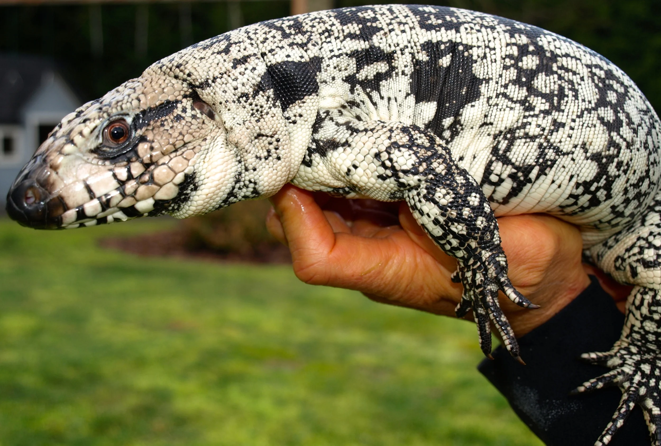 P1233662 - Version 2.JPG