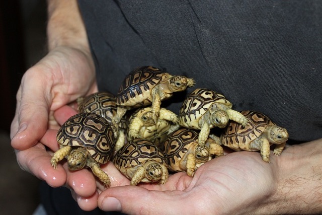 tortbabies.jpg