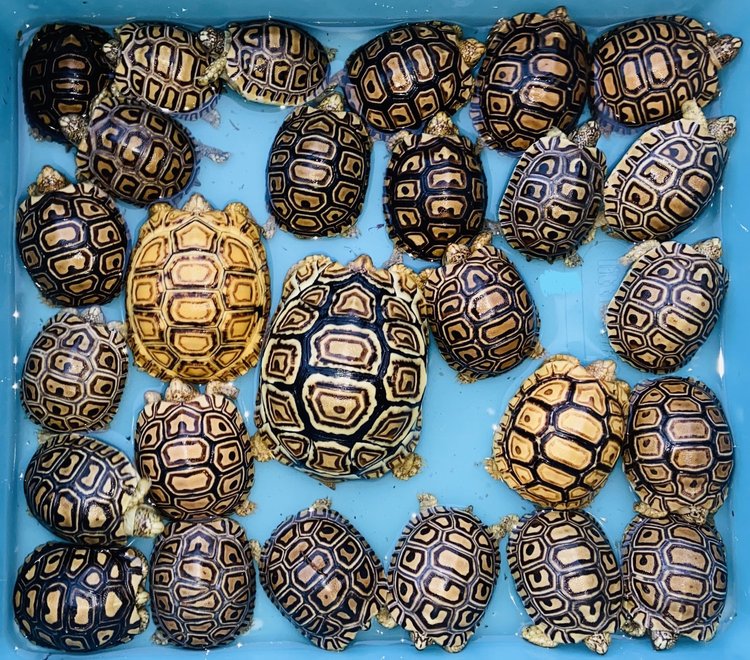 Tortoise タートス Standards Retro Tech Nibble: Cheetah Tortoise Joystick - YouTube