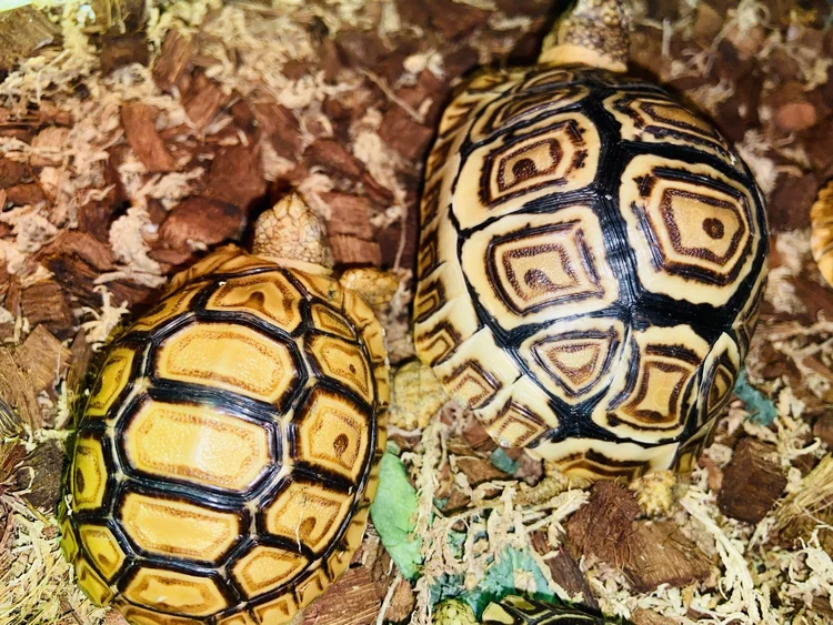 Tortoises Available — C and C Tortoises
