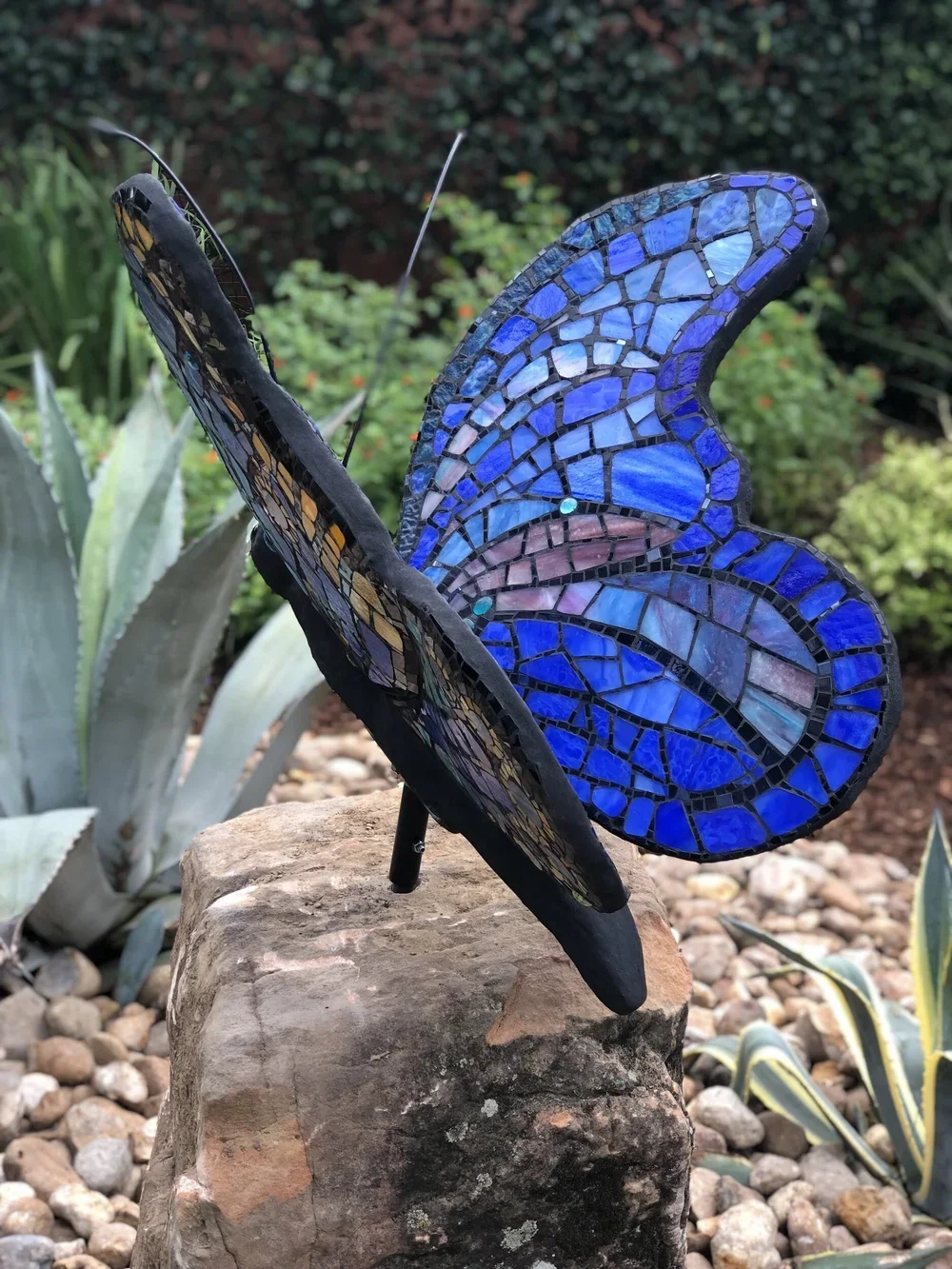 Blue Butterfly