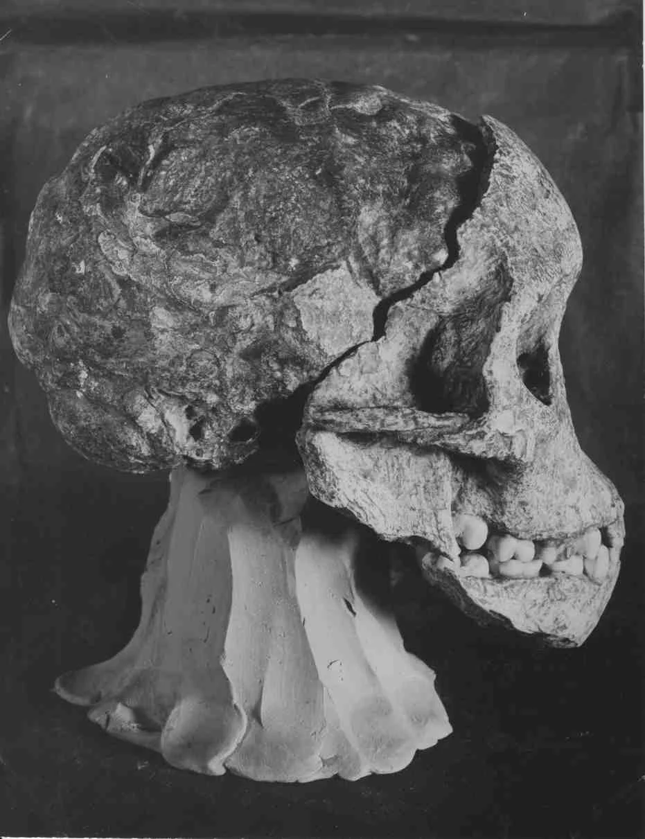 Lateral view of the Taung Child, as photographed in January 1925 for Nature . Courtesy of the University of Witwatersrand, Raymond Dart Archive.