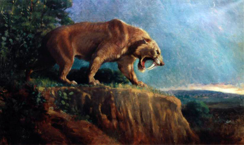 Smilodon , 1905. Charles Knight.