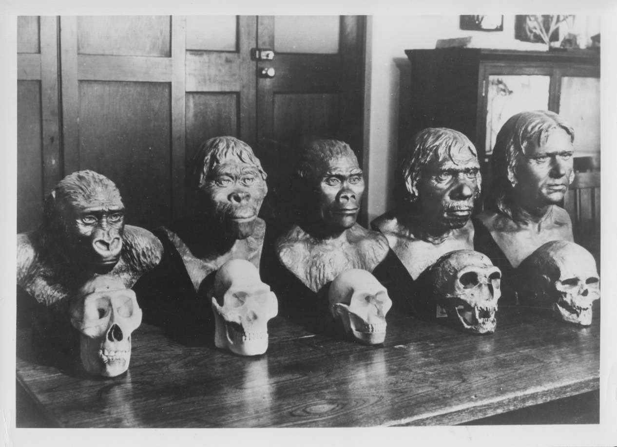 Paleo lineup, ca. 1950. Casts from R.F. Damon & Company. Photo courtesy of the University of Witwatersrand archive.