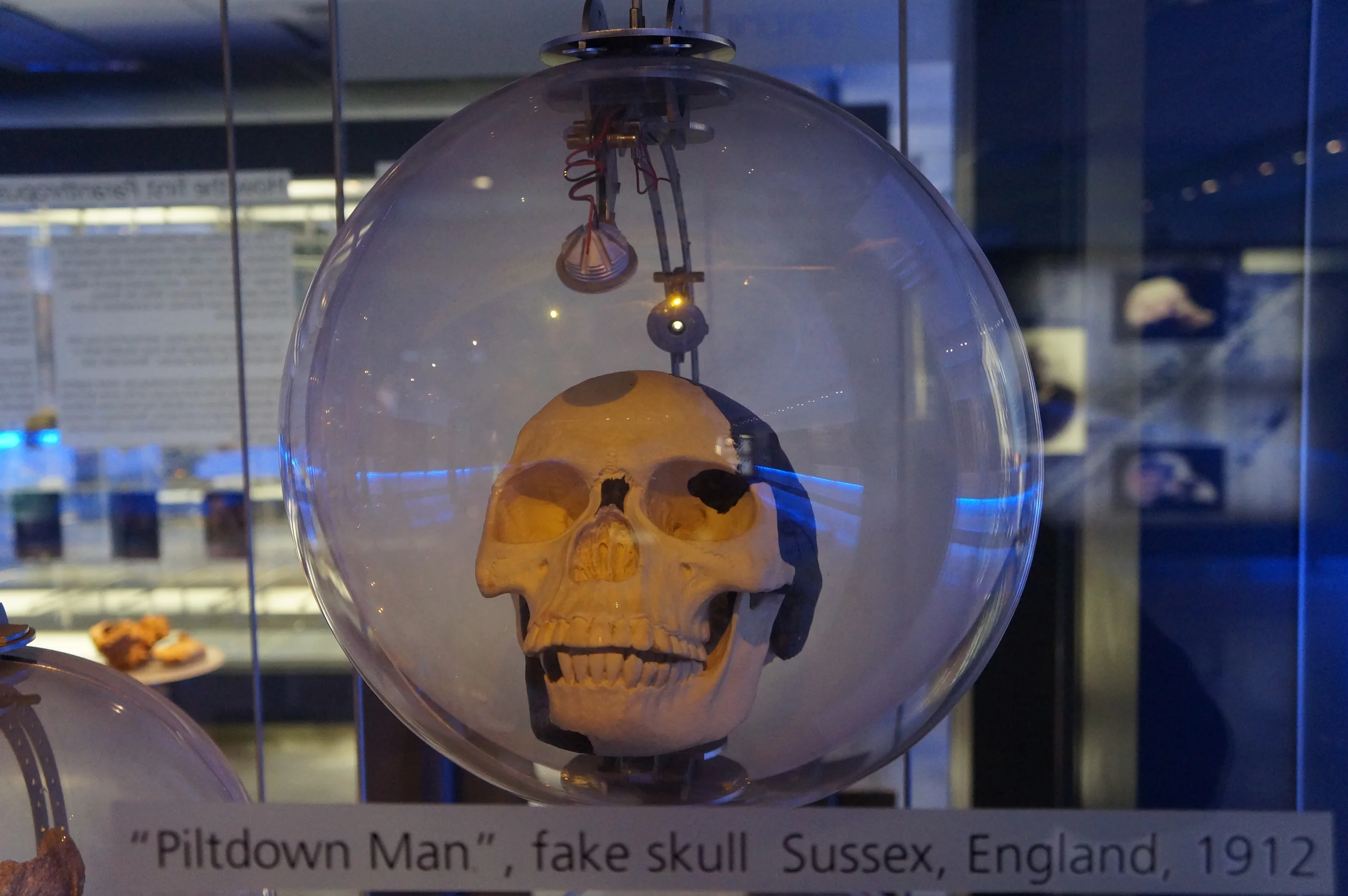 The "Piltdown Man" cast on display at Sterkfontein Cave Museum & Visitor Center, South Africa. (Photo: L. Pyne)