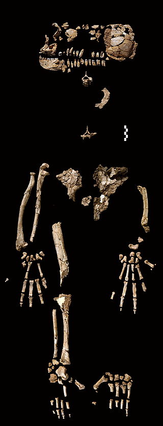 The Ardipithecus Ramidus (ARA-VP-6/500) skeleton. This composite image shows the approximate placement of the fossils recovered. Source: http://www.sciencemag.org/cgi/content/full/326/5949/64/F3