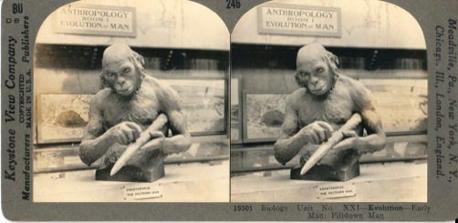 Aimé Rutot’s reconstruction of the Piltdown, Eoanthropus dawsonii . Card from Keystone View Company, 1920s. Still tracking down the museum that ran this exhibit...