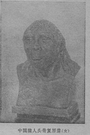 中國猿人頭骨復原像(女): "A reconstructed model of a skull of a Chinese ape (female)" (We can assume this is "Nellie" as Davidson Black called her...)