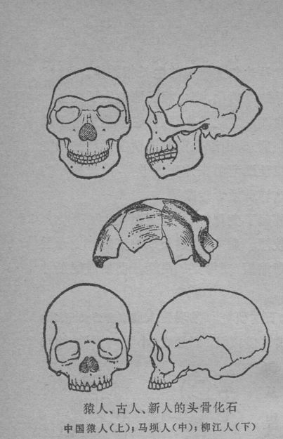 Fossils of skulls of ape (猿人), ancient human (古人), modern human(新人): Top is Peking Man; middle "Maba Man"; bottom is "LiuJiang Man"