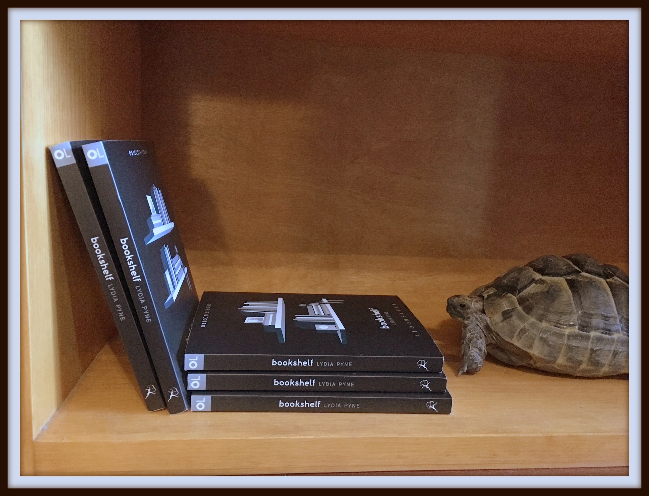 Zeno the tortoise and his ultimate #shellfie.