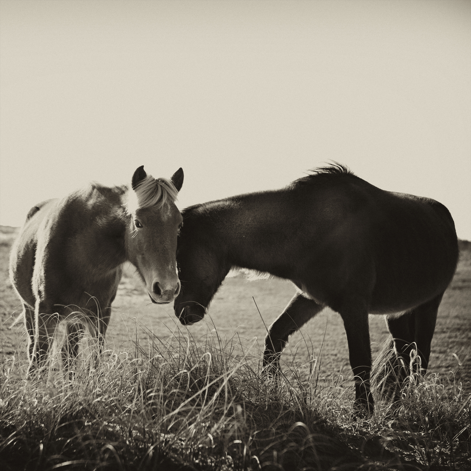 AWH 221263 - Version 2.jpg