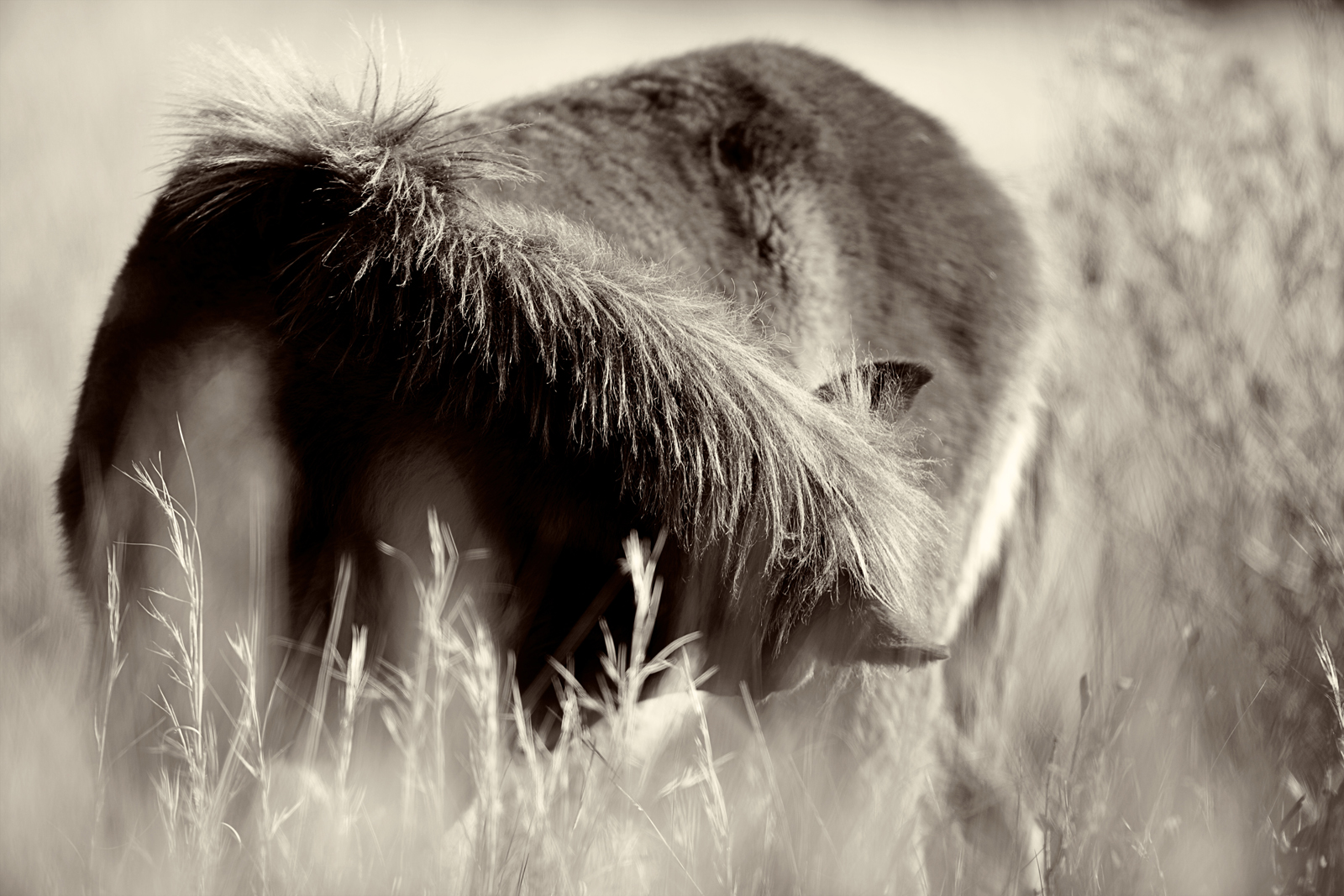 Abstract Yearling