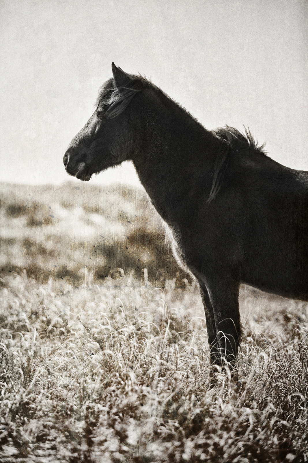 The Stallion