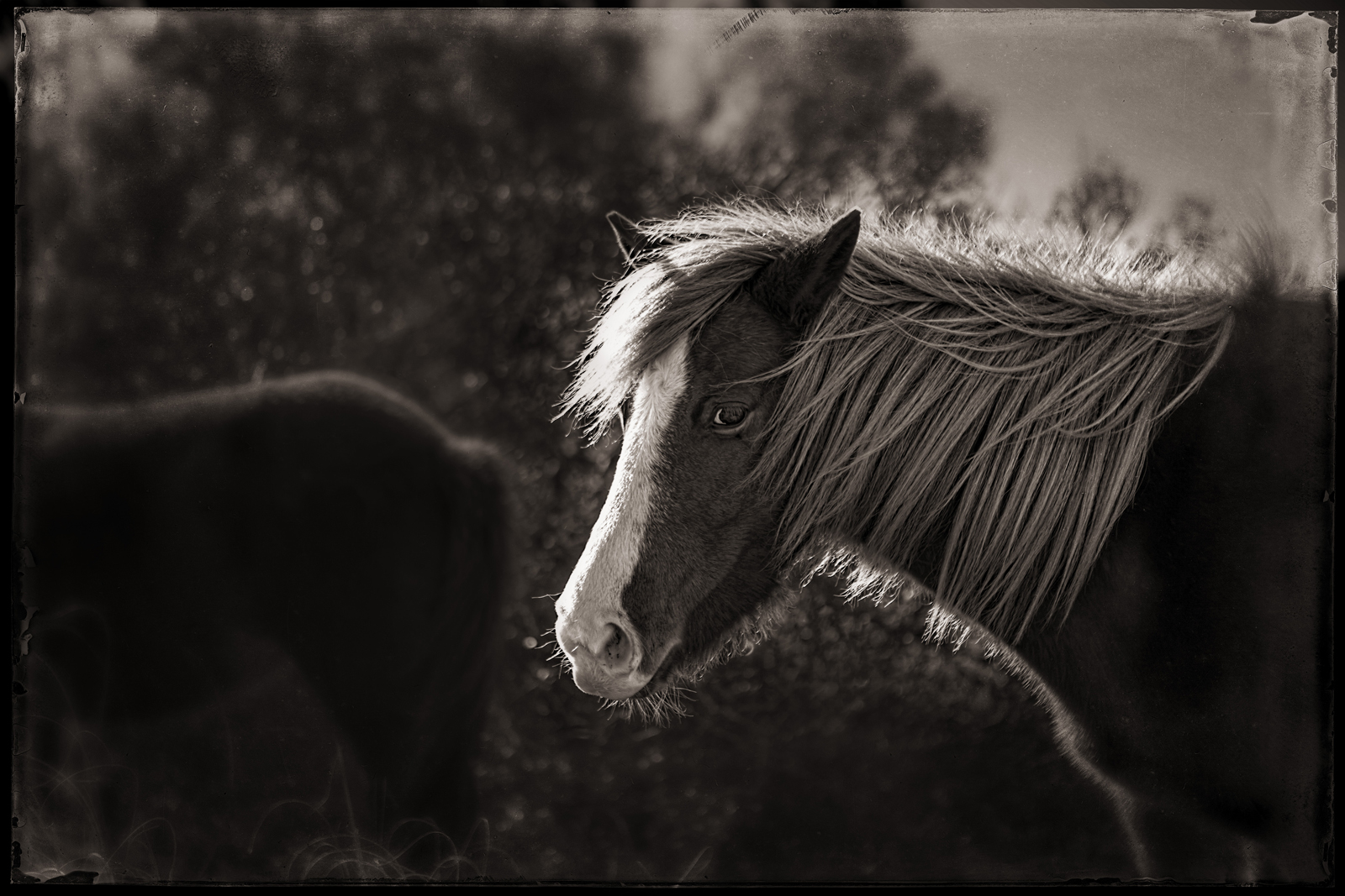 Banker Mare