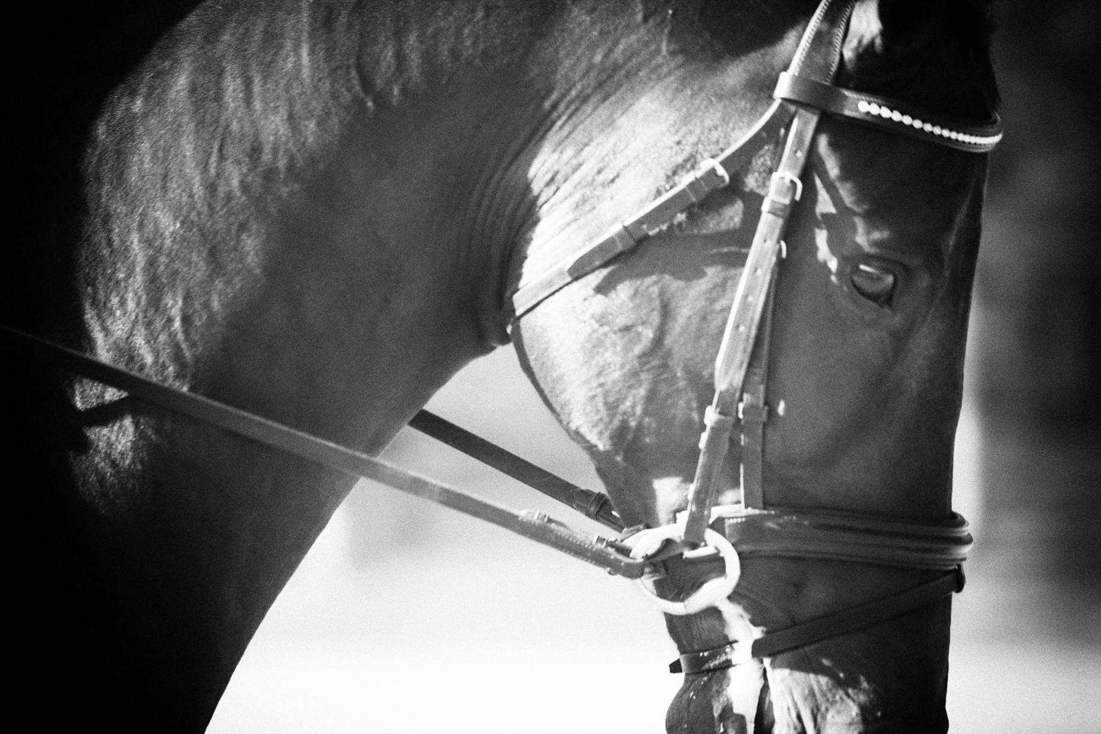 Dressage