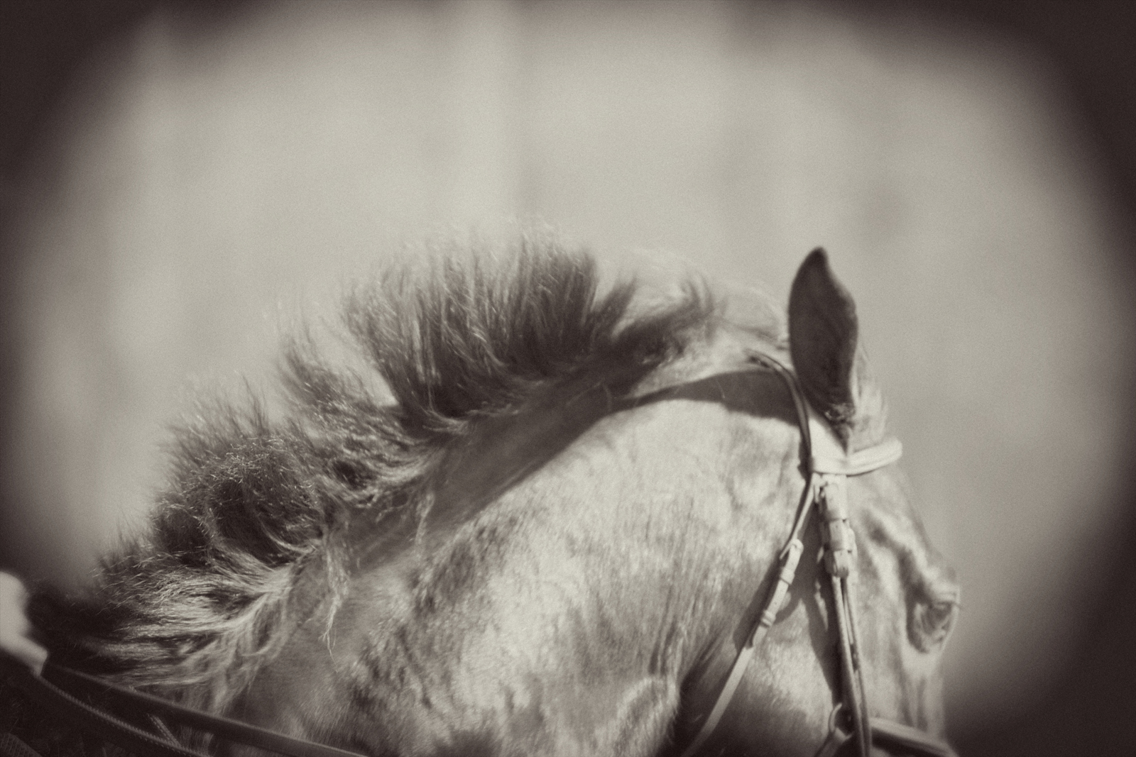 Mane