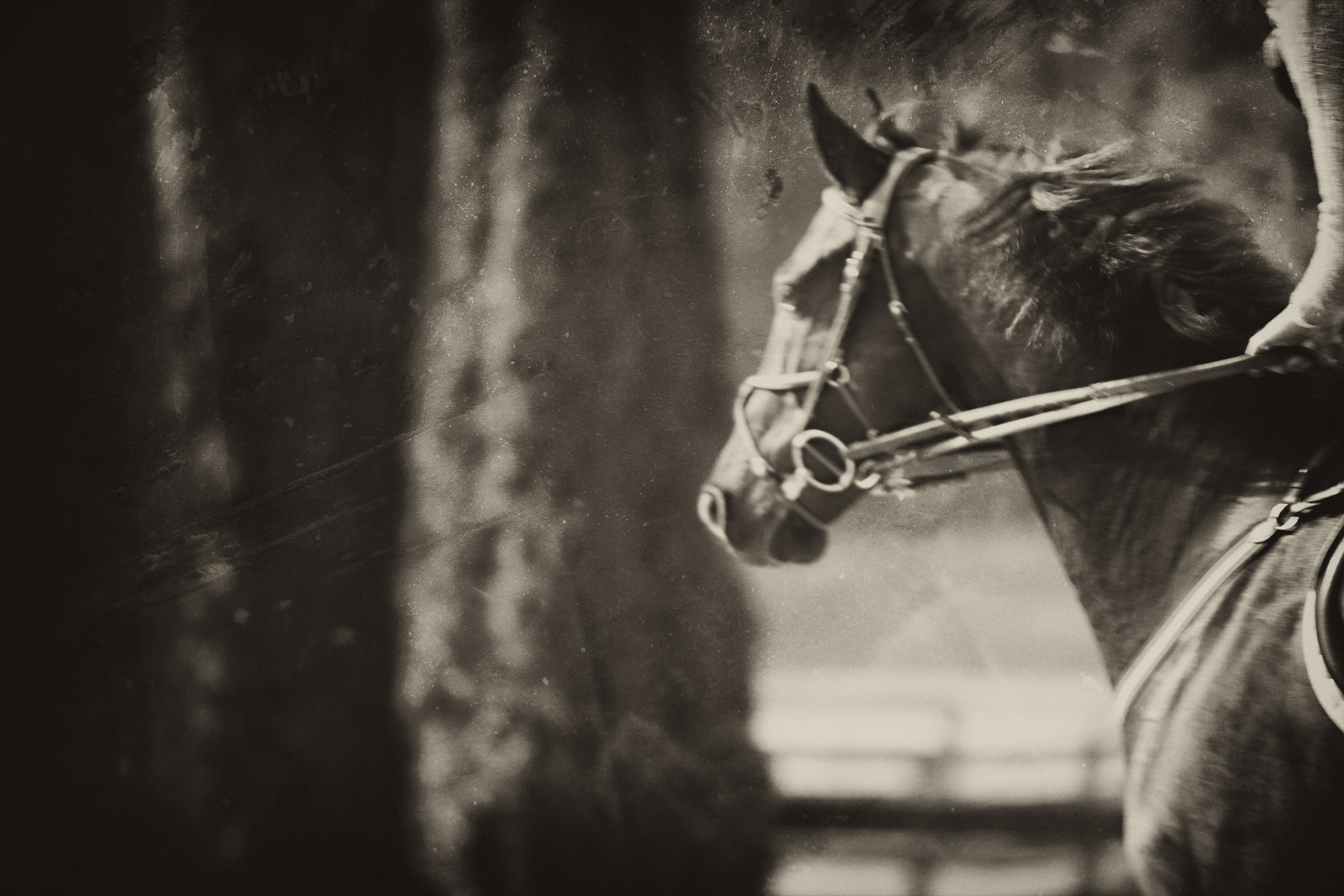 Canter