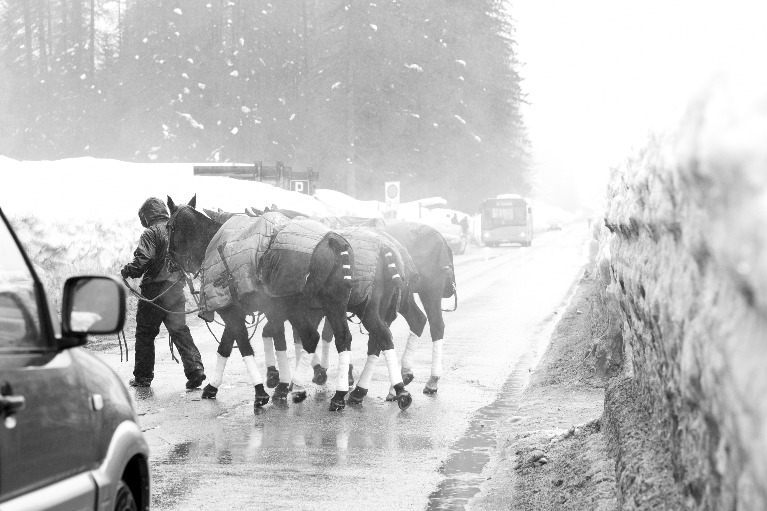 Horse Crossing II