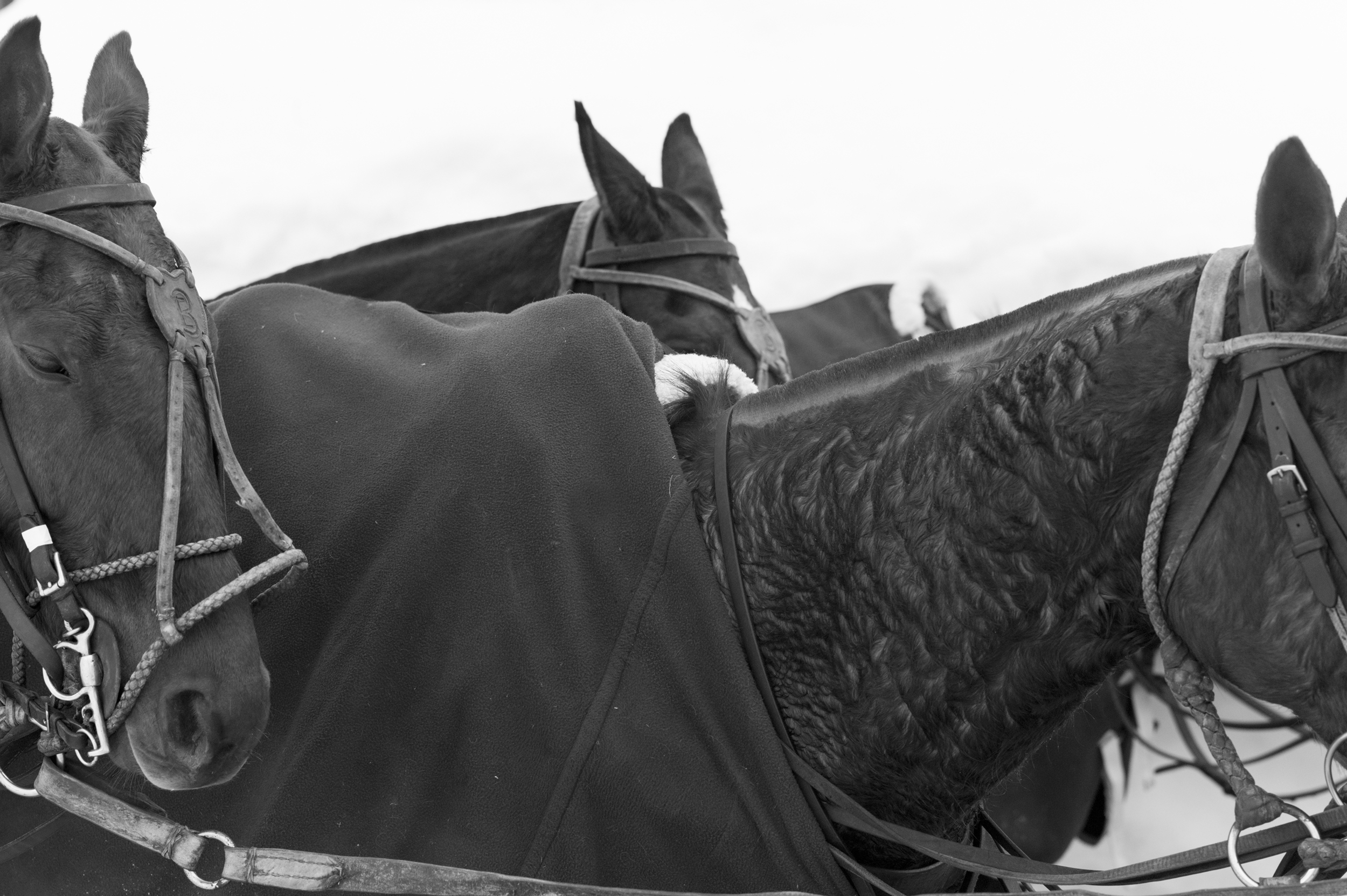 Next Chukker