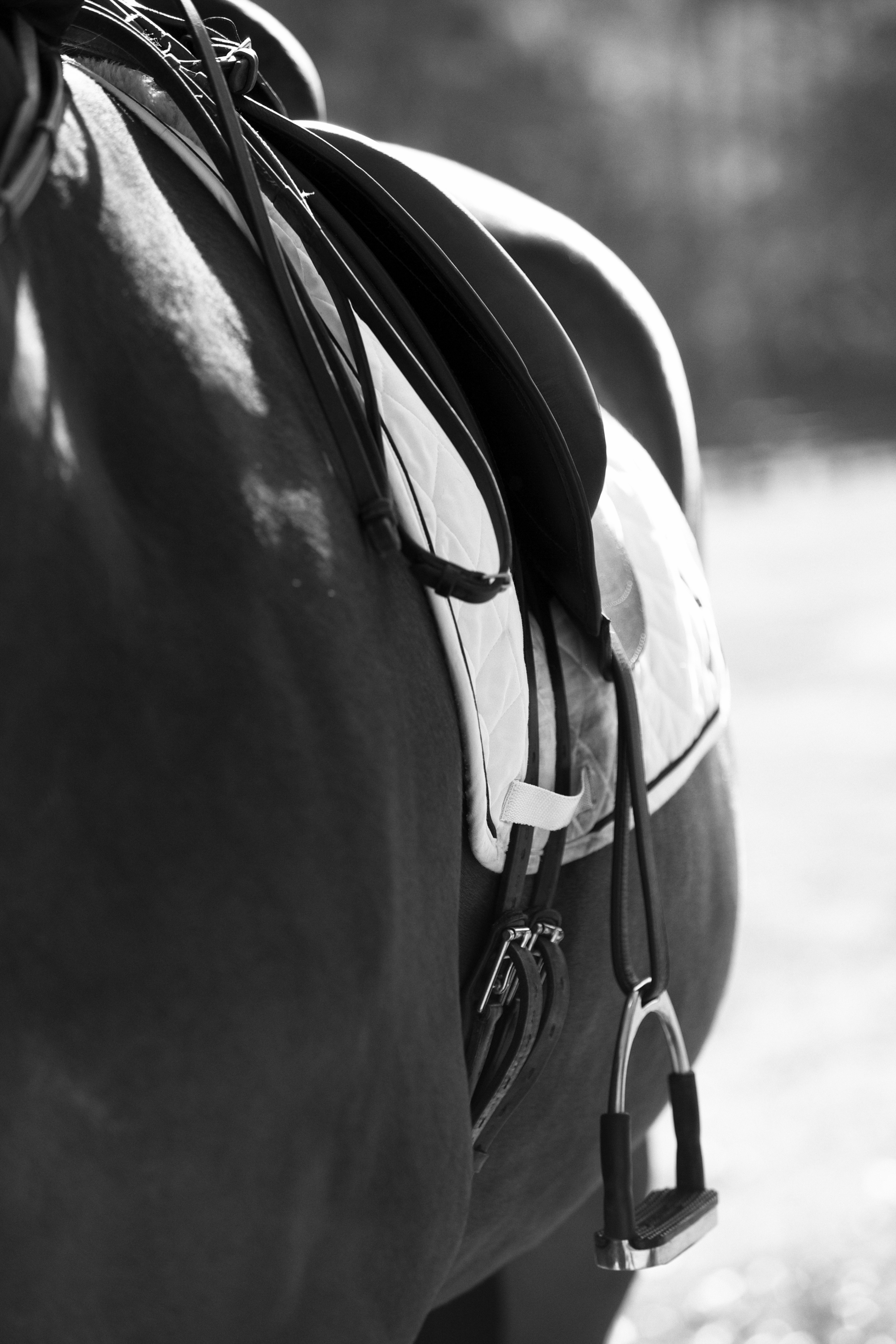 Saddle