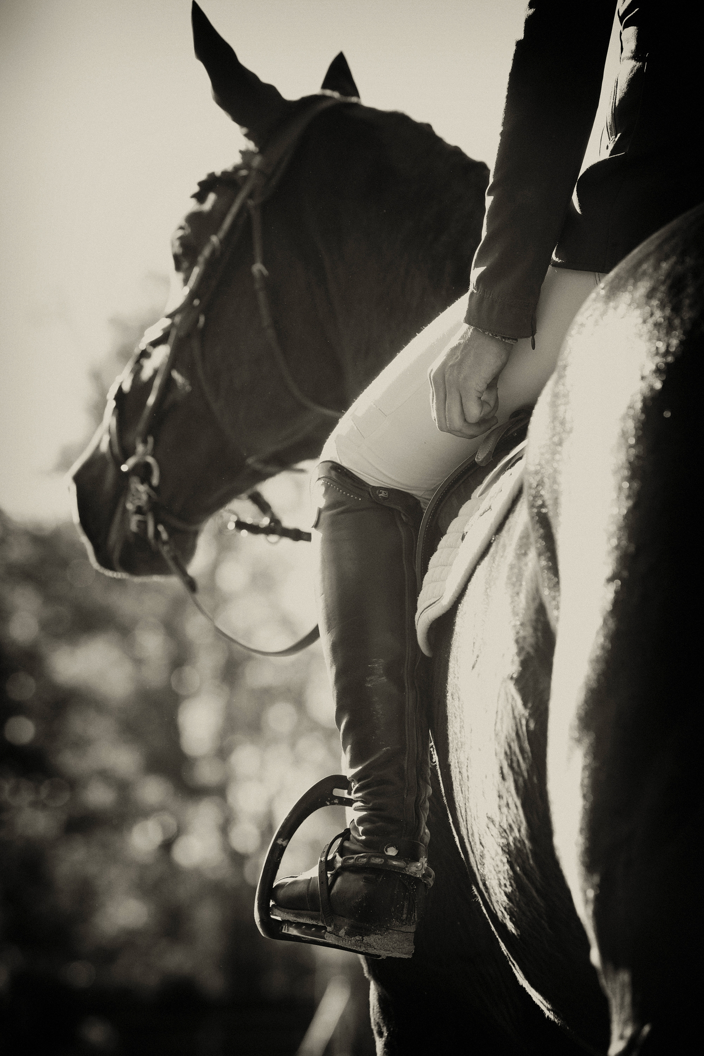 Show Ring