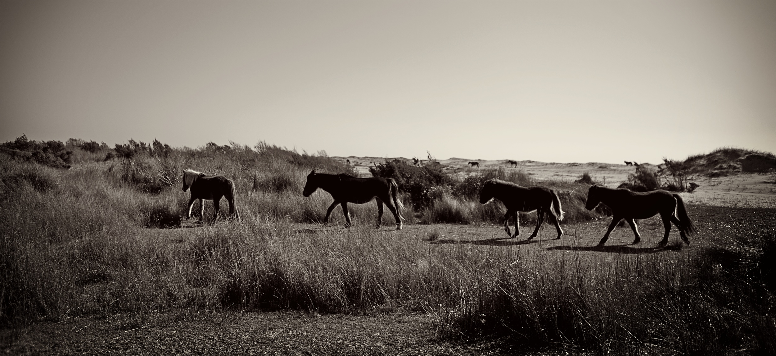 The Herd
