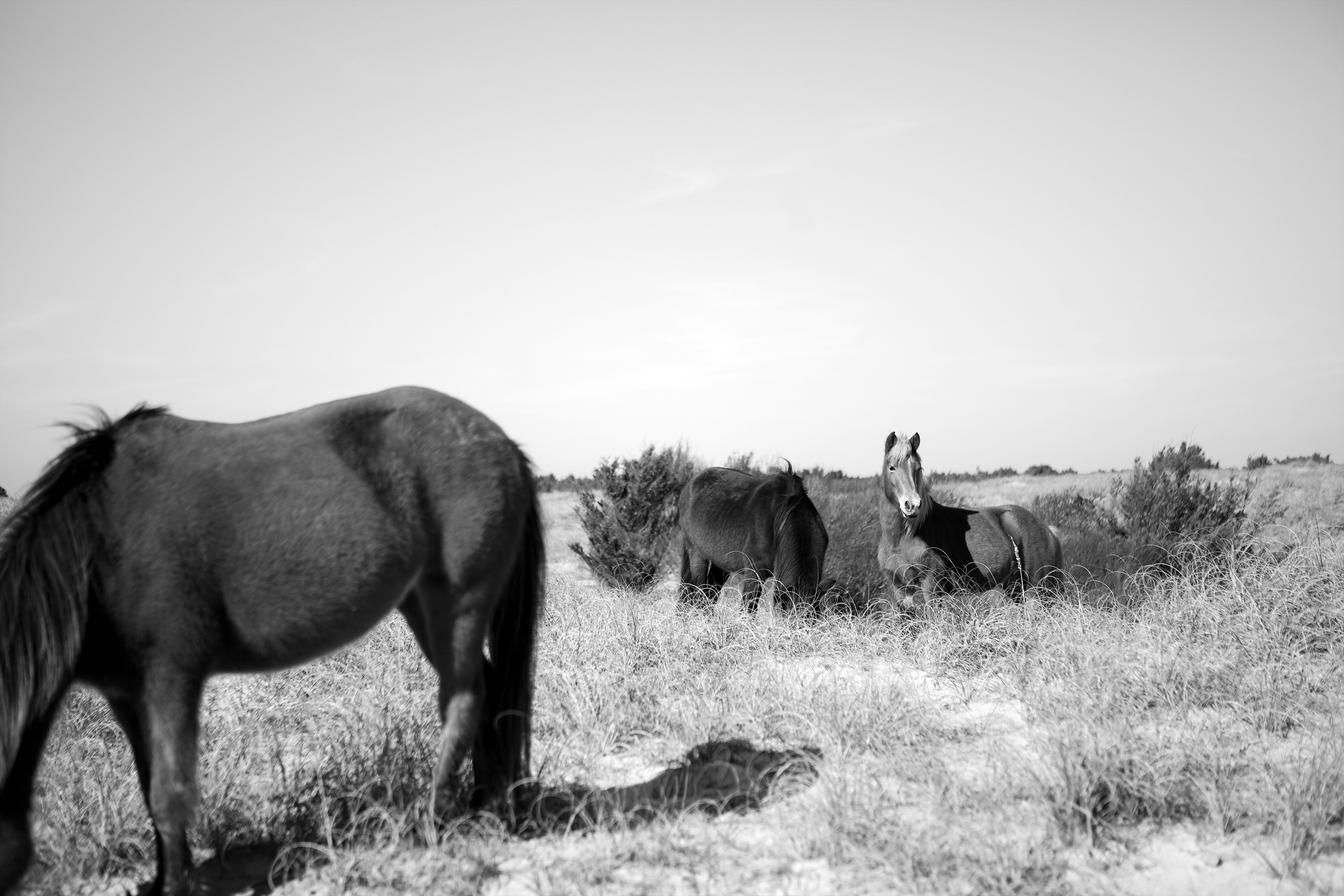 Shackleford Mares