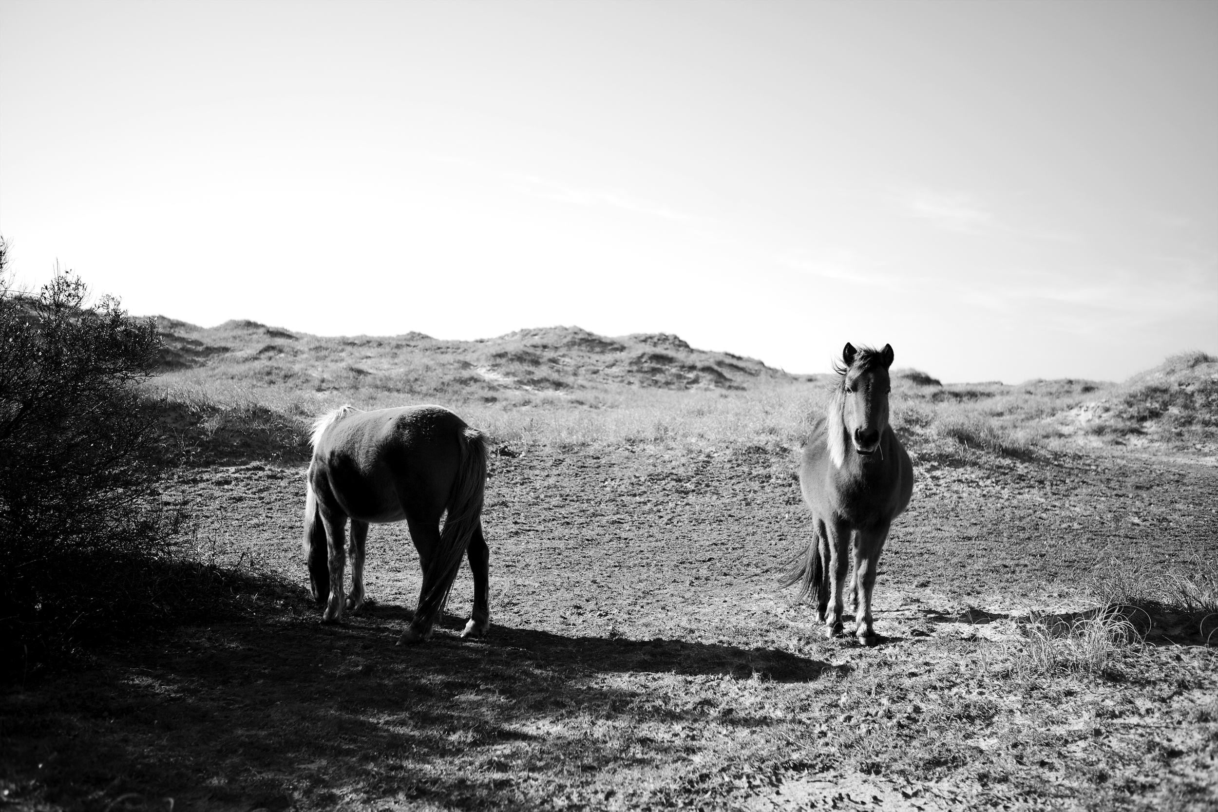 Outerbanks Mares