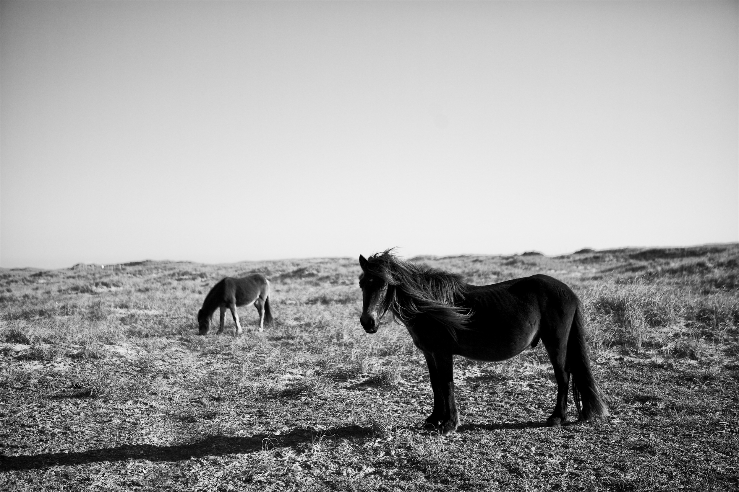 Outerbanks Stallion