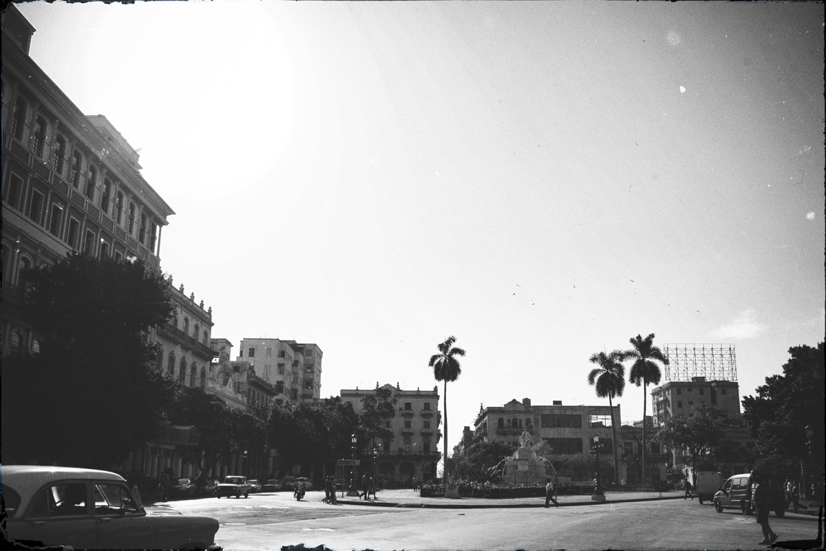 Palms