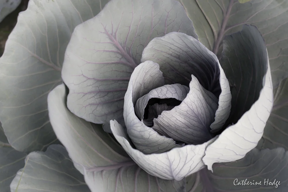 hidden beauty