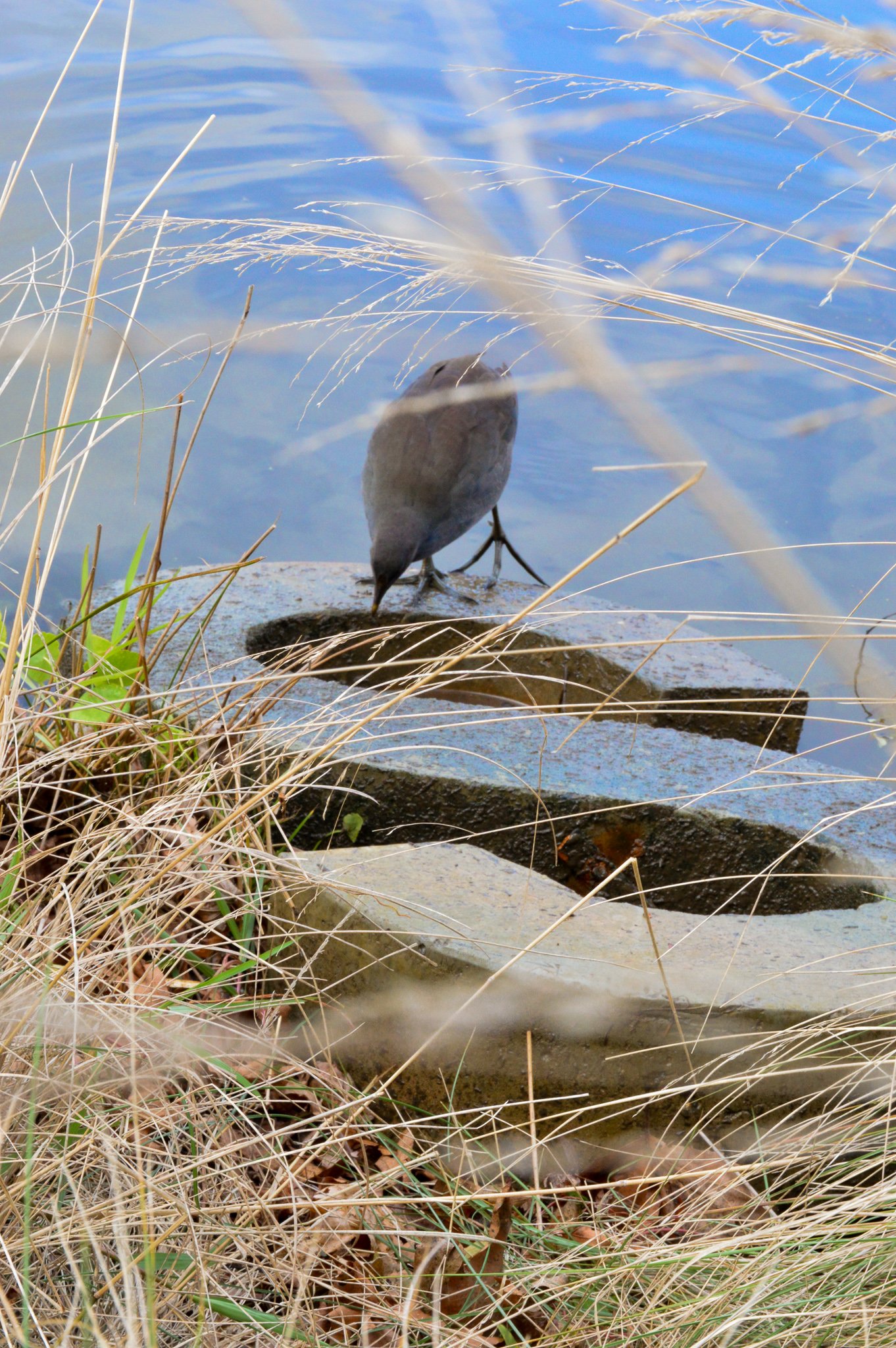  bird perching on ‘S’. 