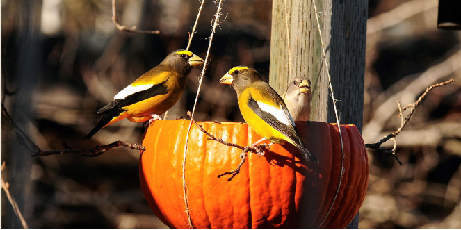 Pumpkin Bird Feeder 南瓜餵鳥器