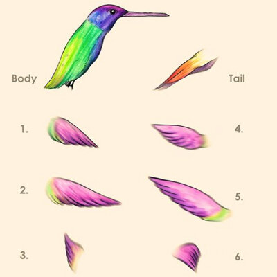 Anatomy of a Hummingbird