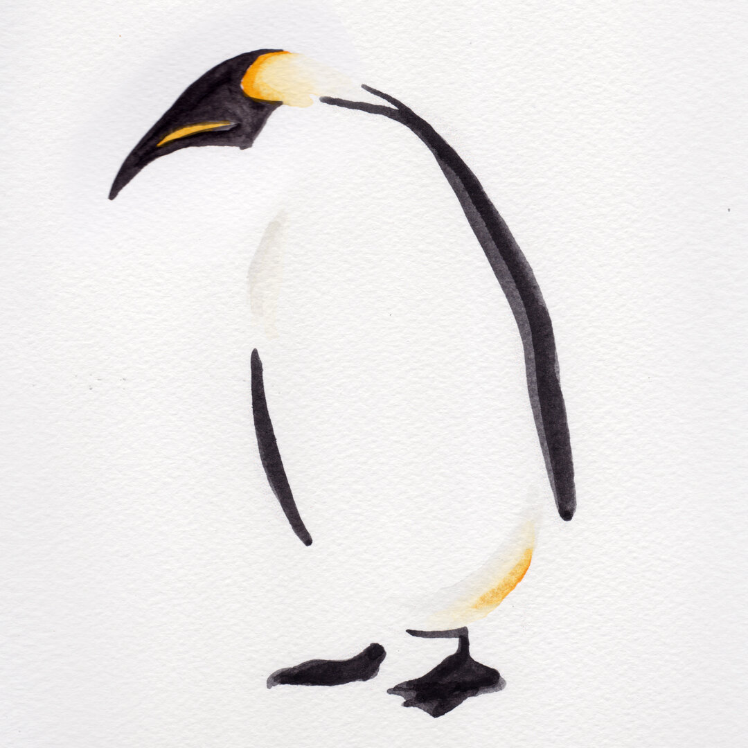 Penguin Watercolour illustration.jpg
