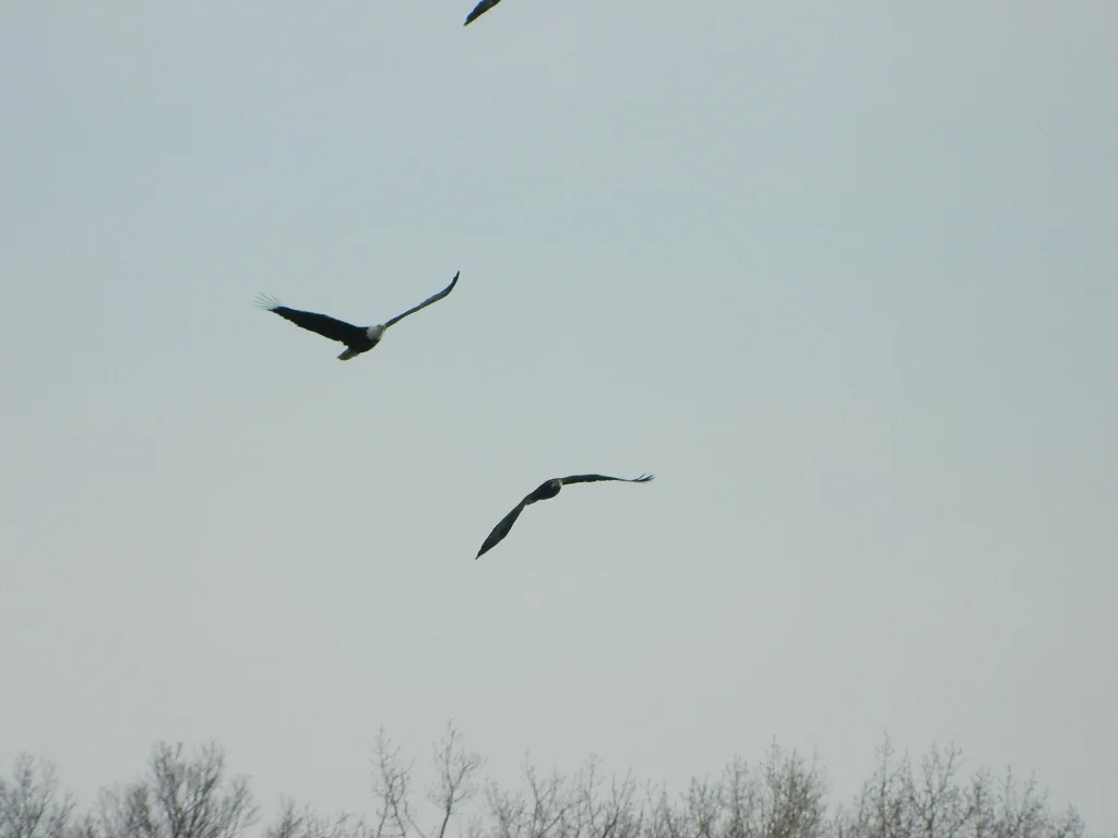 Who's Minding the Earth while We're Geocaching? 