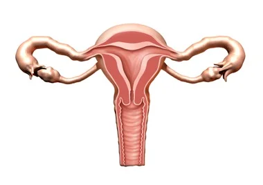 cusco_vaginal_speculum.jpg