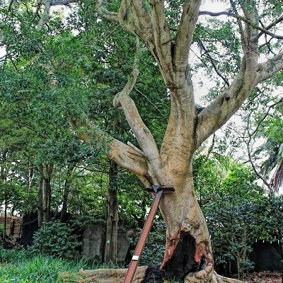 Ficus benjamina var. nuda