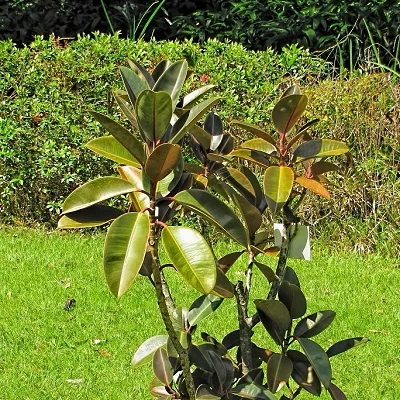 Ficus elastica ‘Burgundy’