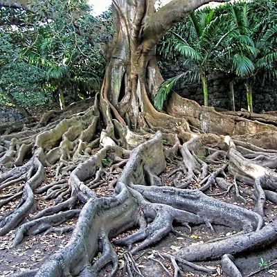 Ficus macrophylla