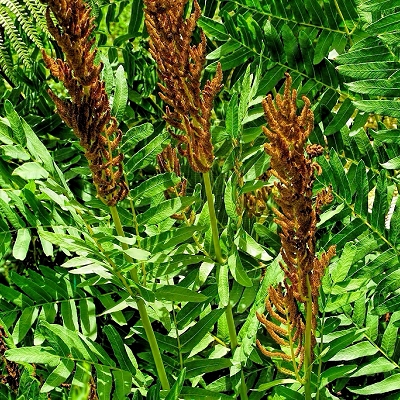 Osmunda regalis
