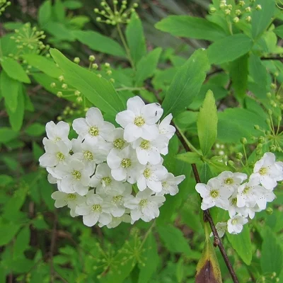 Spiraea cantoniensis