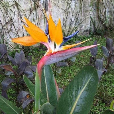 Strelitzia reginae