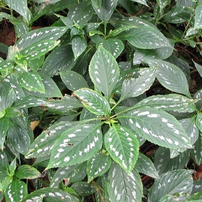 Strobilanthes maculatus